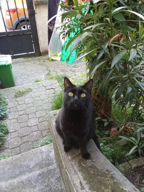 chatte reunited   92700 Colombes Bibou