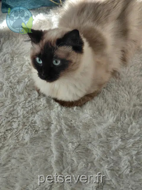 cat reunited   92500 Rueil-Malmaison Blanca
