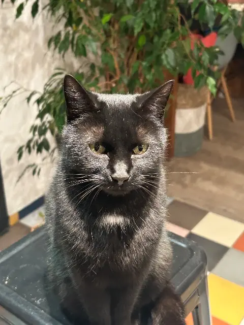 chatte reunited   92320 Châtillon Bonnie