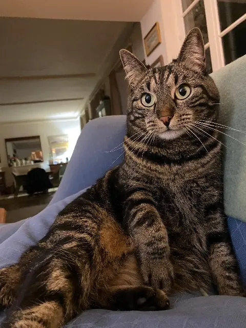 chatte reunited   92100 Boulogne-Billancourt Oshkosh
