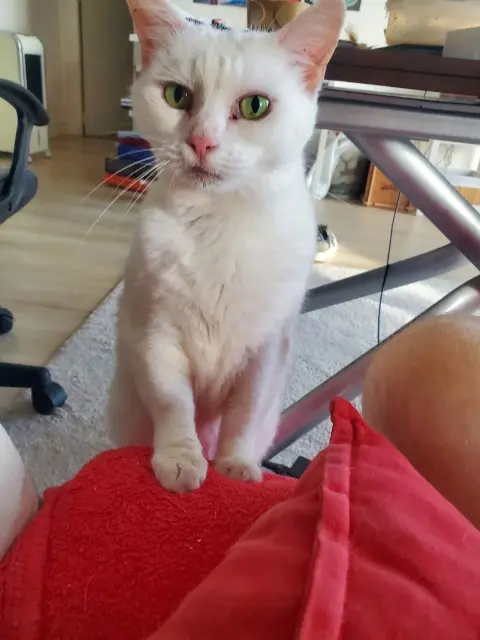 chatte reunited   92100 Boulogne-Billancourt Ricotta