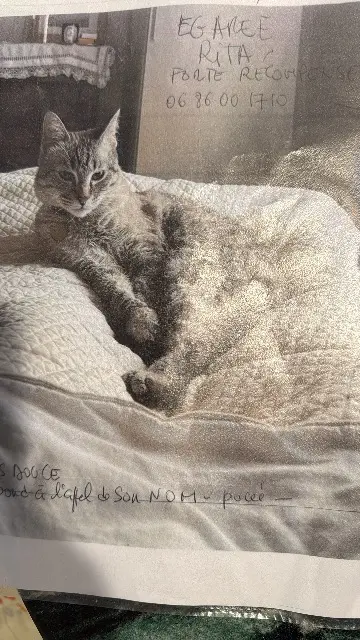 chatte reunited   92100 Boulogne-Billancourt Rita