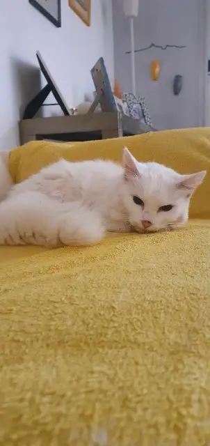 chatte reunited   92100 Boulogne-Billancourt Vanny