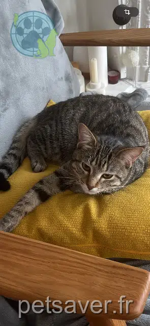 chatte reunited   92100 Boulogne-Billancourt Arya