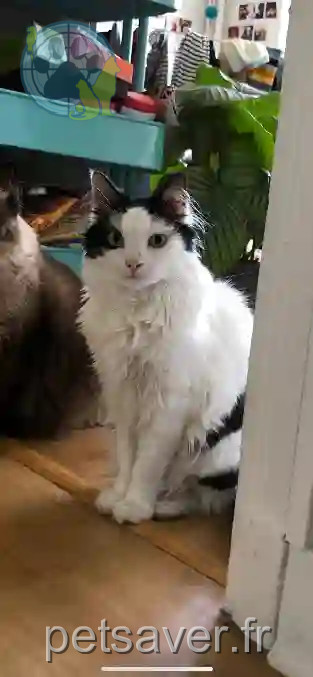 Chatte Trouvée 92 Hauts-de-Seine Boulogne-Billancourt - Njut Chatte Trouvée 92 Hauts-de-Seine Boulogne-Billancourt - Njut
