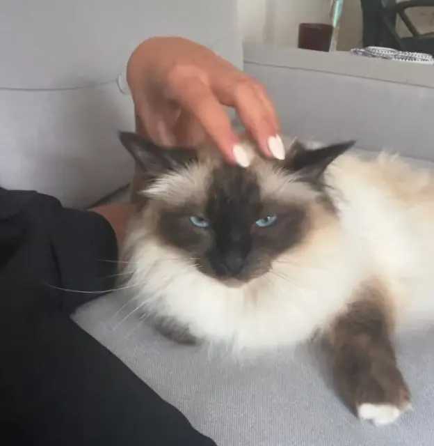 chatte reunited   92100 Boulogne-Billancourt Rommy