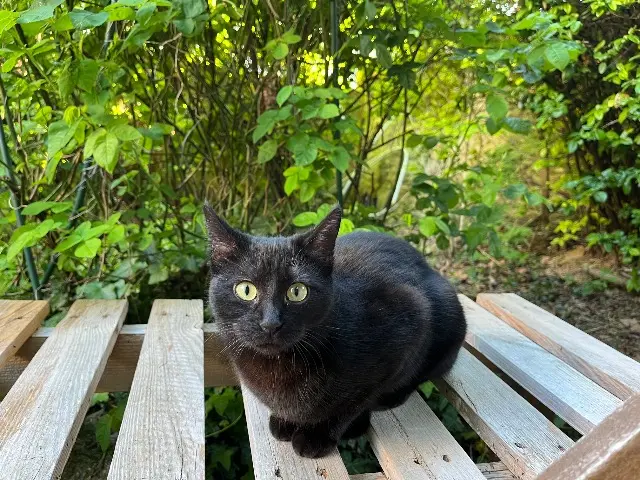 chatte reunited   92140 Clamart Chanel