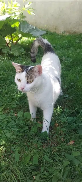 chatte reunited   92160 Antony Chapline