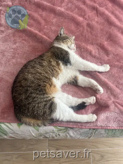 chatte reunited 92700 Colombes Cléo