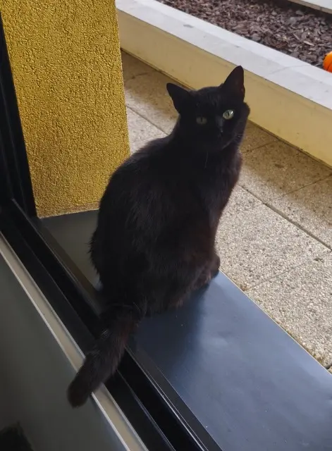 chatte reunited   92700 Colombes Câline