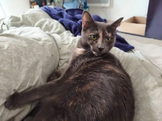 chatte reunited   92220 Bagneux Céleste