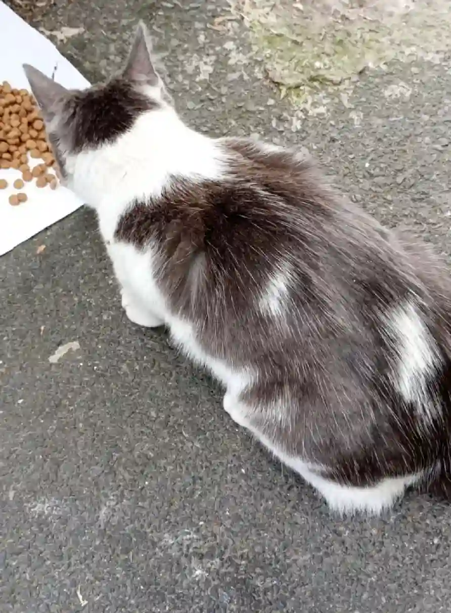Chatte Trouvée 92 Hauts-de-Seine - Dana Chatte Trouvée 92 Hauts-de-Seine - Dana