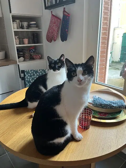 chatte reunited   92240 Malakoff Doracha