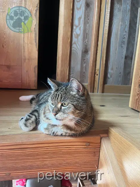 chatte reunited 92270 Bois-Colombes Farfallina