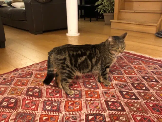 chatte reunited   92240 Malakoff Gouzi