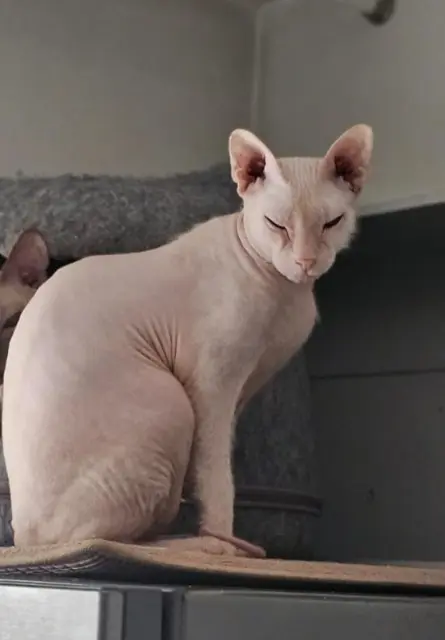 chatte reunited   92600 Asnières-sur-Seine Greta et répond à ksksks