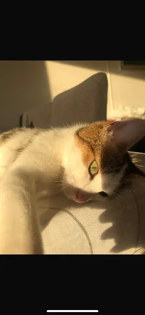 chatte reunited   92700 Colombes Iris