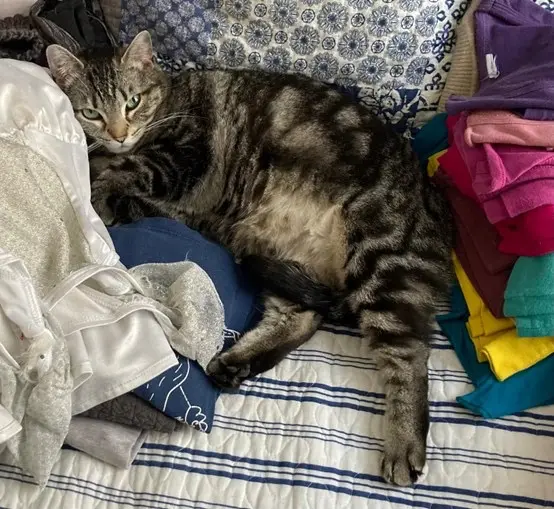 chatte reunited   92700 Colombes Jade