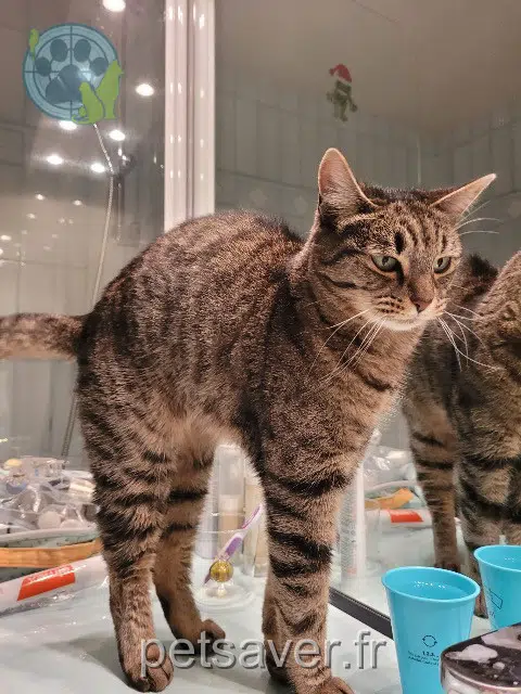 gata reunited   92200 Neuilly-sur-Seine Juliette