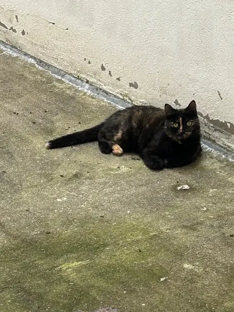 chatte reunited   92130 Issy-les-Moulineaux Kiara