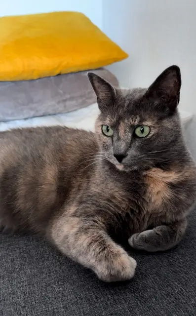 chatte reunited   92700 Colombes KYARA