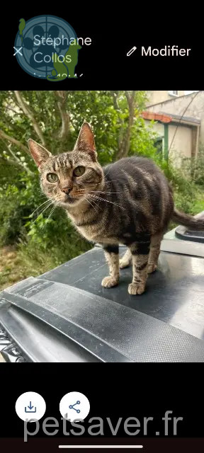 chatte reunited 92140 Clamart Lana