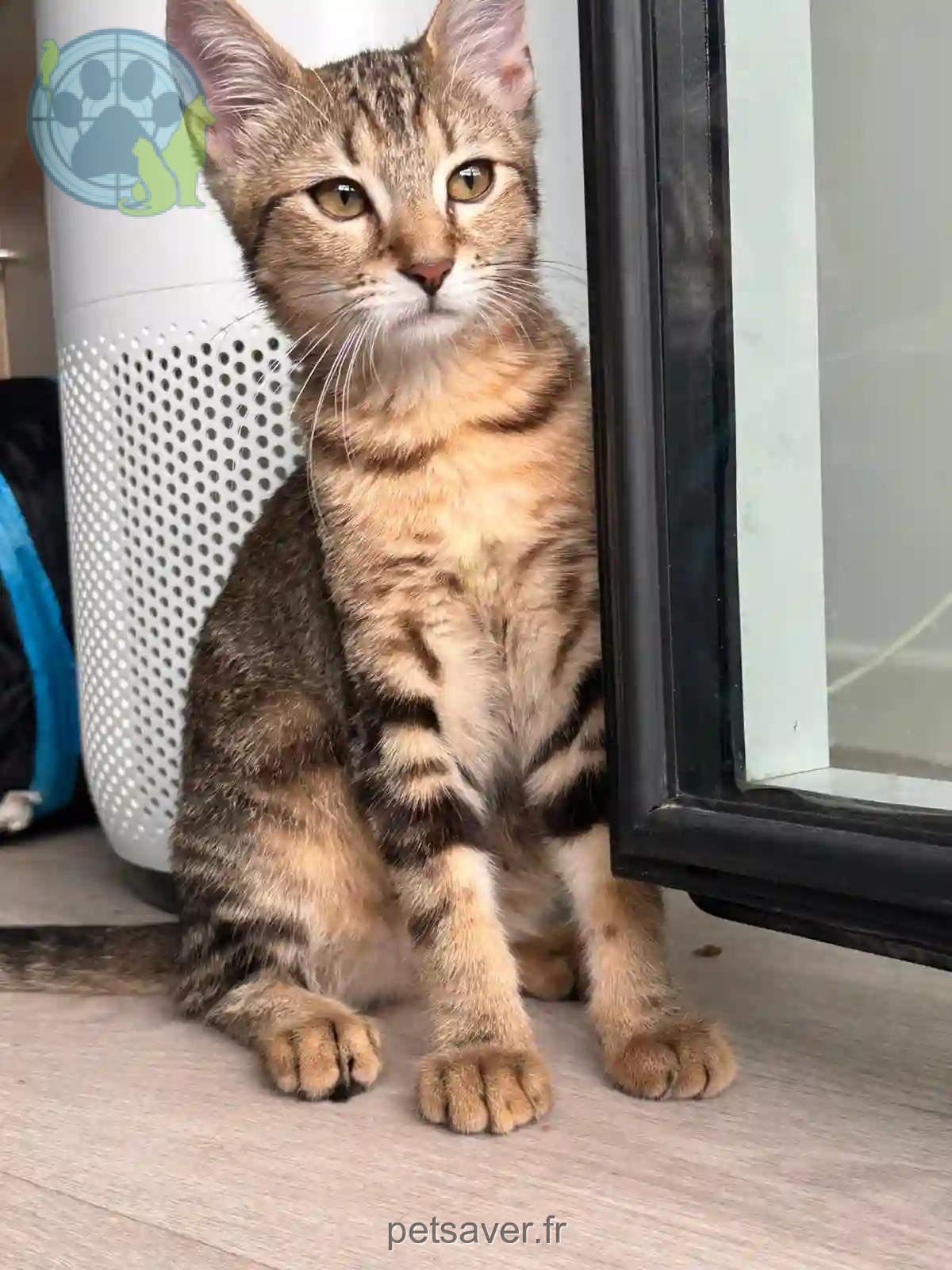 Chatte Trouvée 92 Hauts-de-Seine - Lili Chatte Trouvée 92 Hauts-de-Seine - Lili