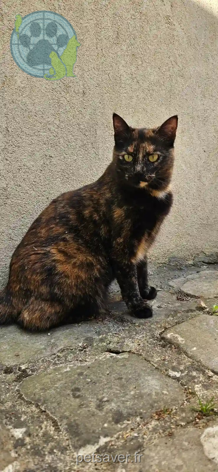 Chatte Trouvée 92 Hauts-de-Seine - Lilith Chatte Trouvée 92 Hauts-de-Seine - Lilith