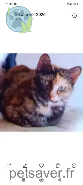 chatte reunited   92220 Bagneux Lolita