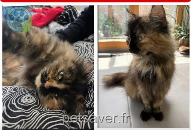 chatte reunited 92110 Clichy Matabi
