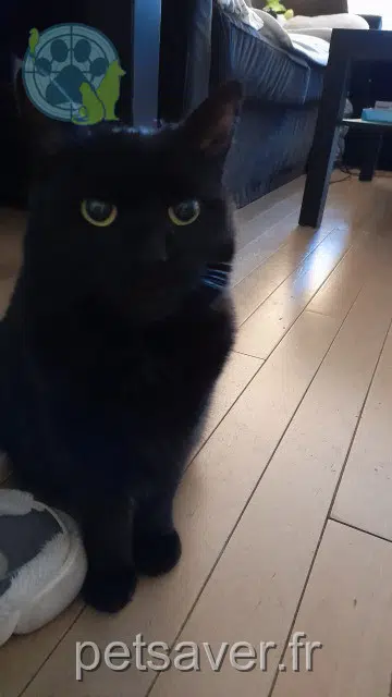 chatte reunited   92220 Bagneux Michka