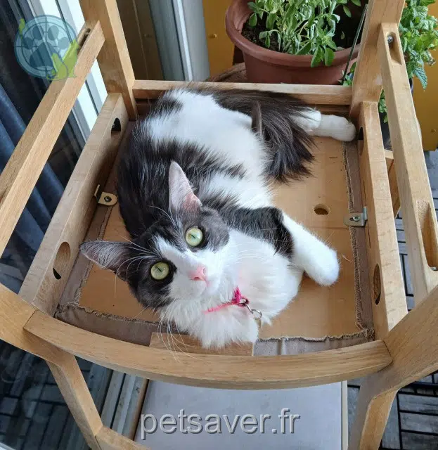 chatte reunited 92390 Villeneuve-la-Garenne Minette