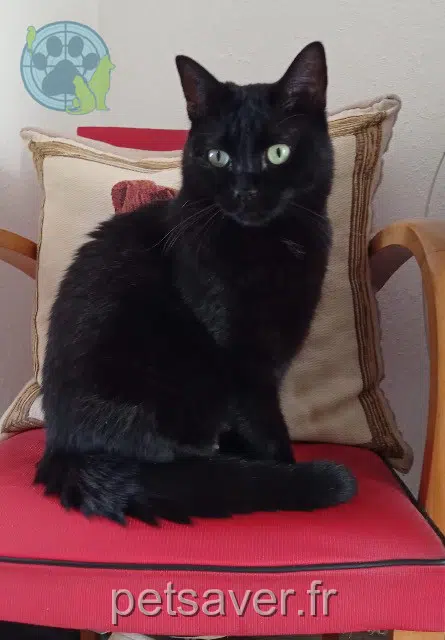 chatte reunited 92320 Châtillon Minette