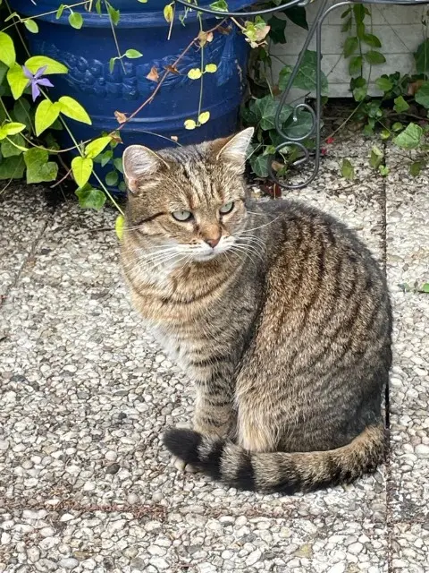 chatte reunited   92290 Châtenay-Malabry Nahla