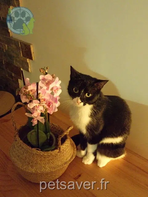 chatte reunited   92270 Bois-Colombes Nala