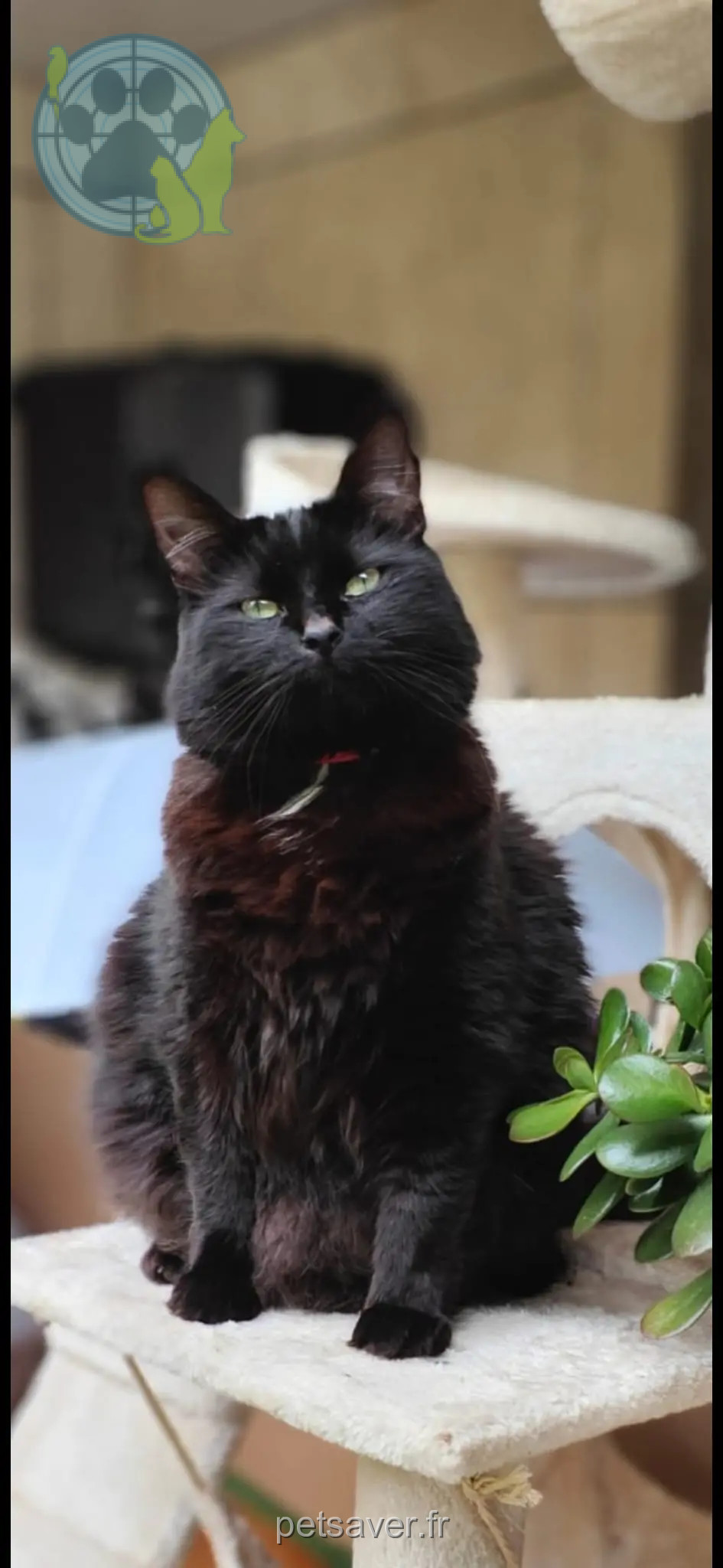 Chatte Perdue 92 Hauts-de-Seine - Nanoo Chatte Perdue 92 Hauts-de-Seine - Nanoo
