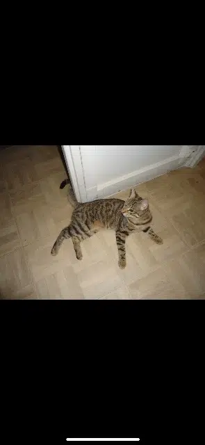 chatte reunited   92220 Bagneux Naya