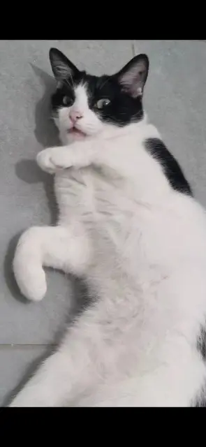 chatte reunited   92600 Asnières-sur-Seine Oreo