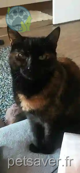 Chatte Perdue 92 Hauts-de-Seine - Ozzie Chatte Perdue 92 Hauts-de-Seine - Ozzie
