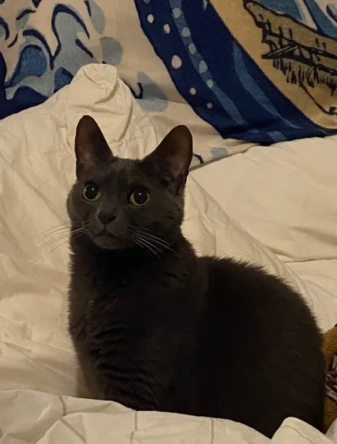 chatte reunited   92240 Malakoff Papoutsi