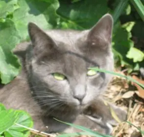 chatte reunited   92330 Sceaux Pichoune