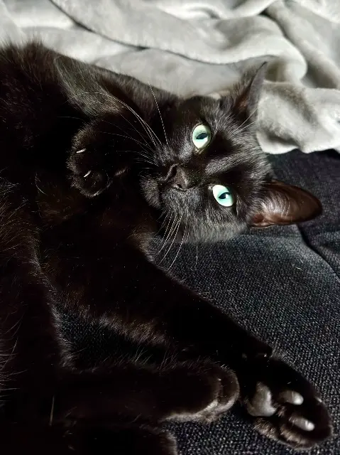 chatte reunited   92320 Châtillon Plume