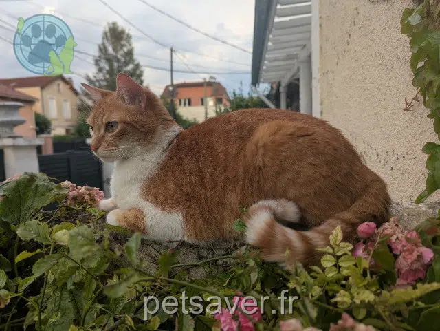 chatte reunited 92130 Issy-les-Moulineaux Quimbaya