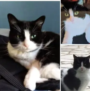 chatte reunited   92350 Le Plessis-Robinson Rillette