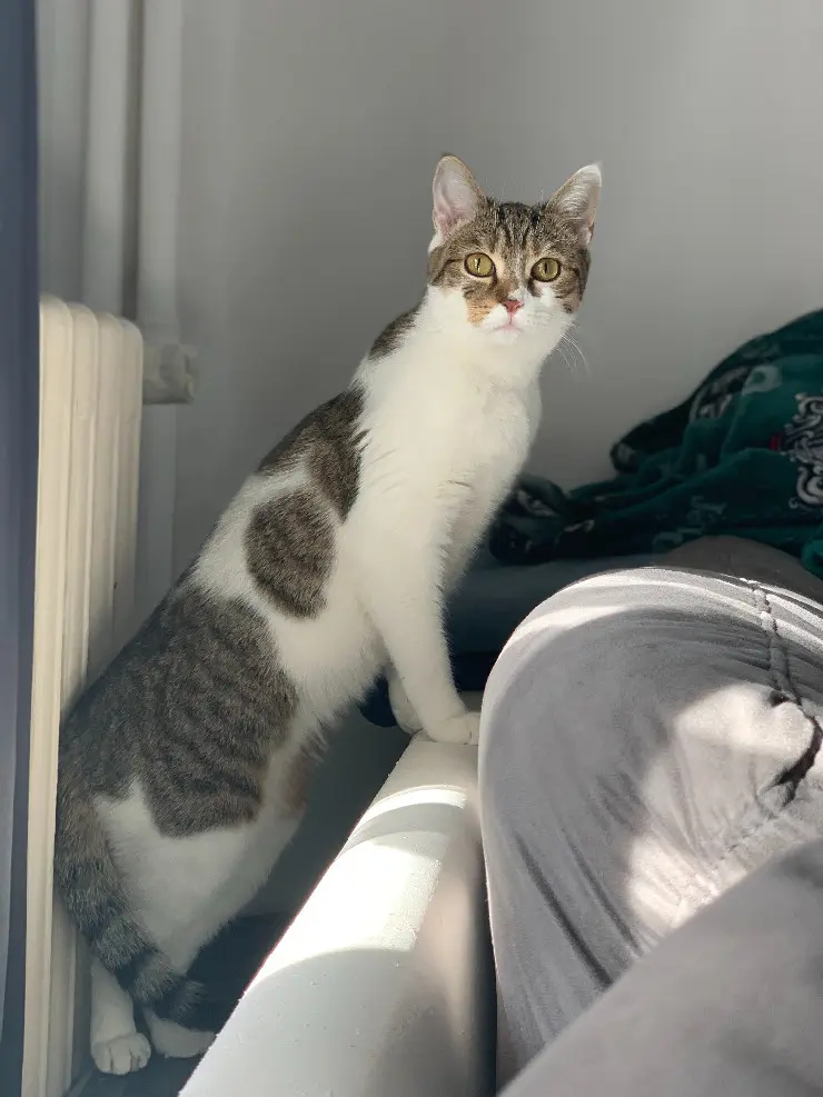 Chatte Perdue 92 Hauts-de-Seine - Rochelle Chatte Perdue 92 Hauts-de-Seine - Rochelle
