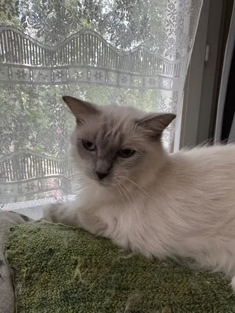 chatte reunited   92130 Issy-les-Moulineaux Roxy