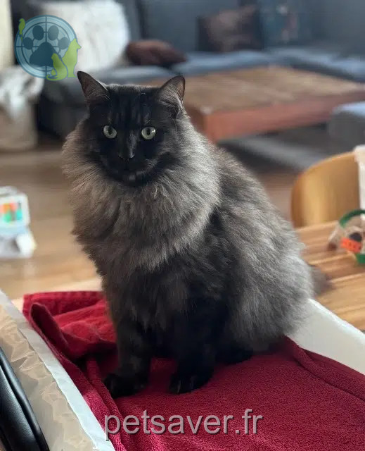 chatte reunited   92500 Rueil-Malmaison Snoopie