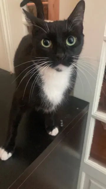 chatte reunited   92130 Issy-les-Moulineaux Tabatha