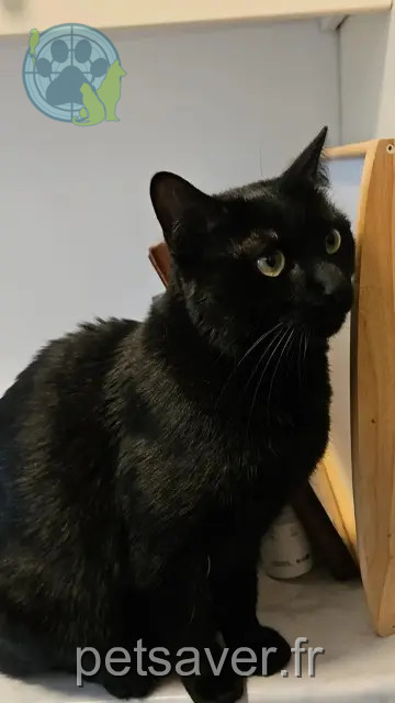 chatte reunited   92700 Colombes Tara