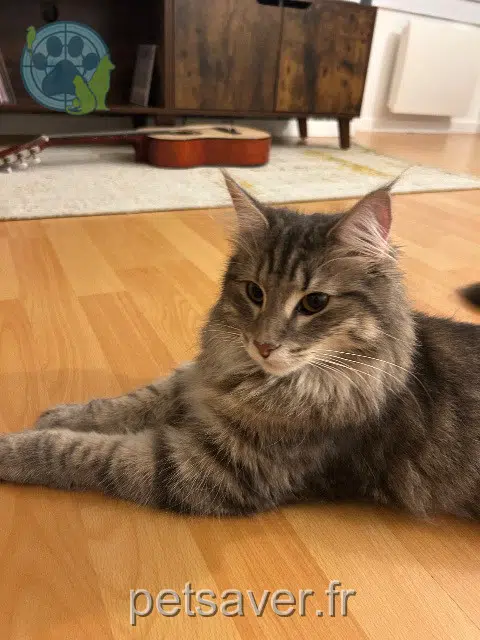 cat reunited   92120 Montrouge Tita